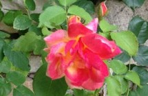 rose-provence.jpg