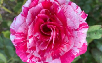 candycane-rose.jpg