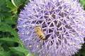 Lavender Beeswax Slim Pillar Candle